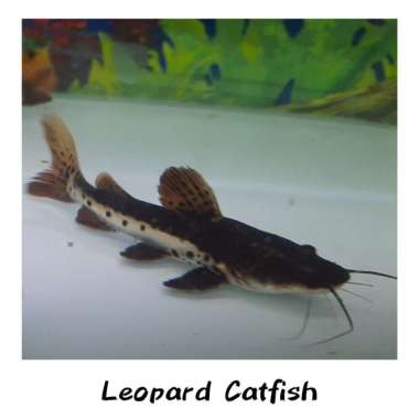 HIASAN AQUARIUM LEOPARD CATFISH TANKMATE AQUASCAPE PAKAN IKAN HIGH QUA Multicolor