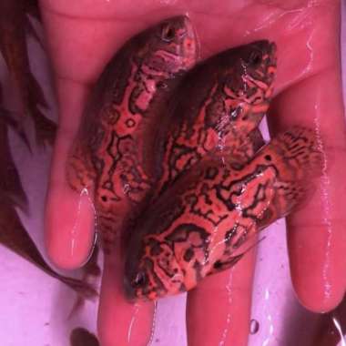 Oscar Tiger Black Import Thailand Good Marking ( 7-8 ) cm Multicolor