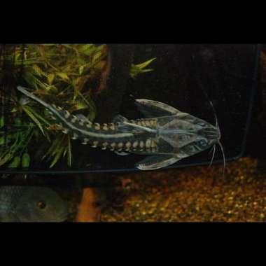 Hiasan Aquarium Irwini catfish Multicolor