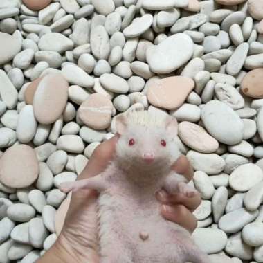 landak mini albino Varian Based Information