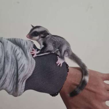 Sugar glider mozaic ringtail Varian Based Information