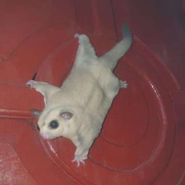 sugar glider platinum indukan Varian Based Information