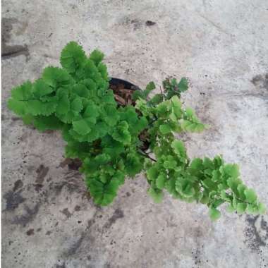 Tanaman Hias Daun Suplir seledri