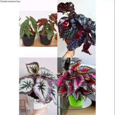 Paket Begonia Rex 2 + Pelangi 2+ Craklin Rose 2 + Begonia Polcadot 2