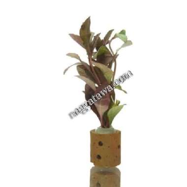 Tanaman Aquascape " Rotala Red Malang " Per Pot