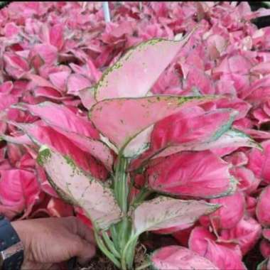 Tanaman Hias Aglonema Ruby Pink - Aglaonema Pink Ruby Multicolor