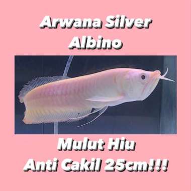 Arwana Silver Albino Mulut Hiu!!! Collector Item!!! 25cm