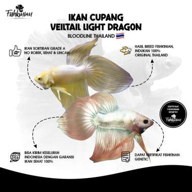 IKAN HIAS CUPANG VEILTAIL LIGHT DRAGON - LINE THAILAND