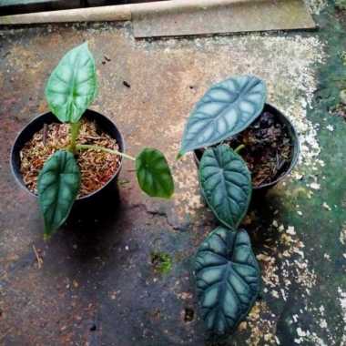 tanaman alocasia dragon scale/pohon alocasia dragon scale(bebey
