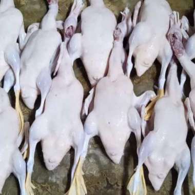 Bebek peking 1 ekor 1.5 grm