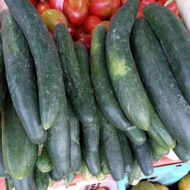 Timun Jepang Kyuri Segar Fresh 1 kg