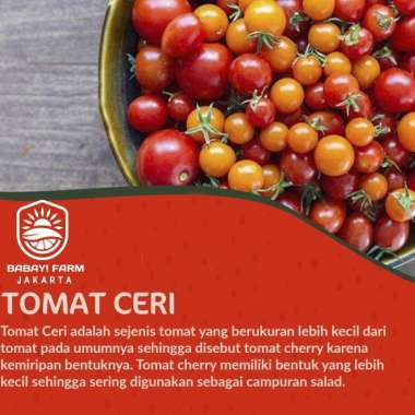 Buah Tomat Ceri / Cherry Tomato 250 500 gr / 1 kg 1 Kg
