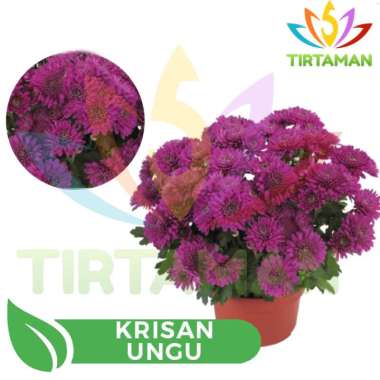 Bunga Krisan / Aster Kuning / Putih / Merah / Ungu Tua / Orange / Ungu Muda / Batik Ungu Tua