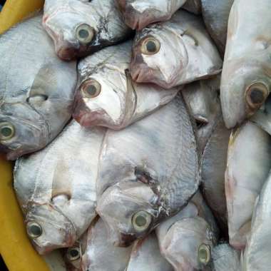 Ikan laut petek fresh segar 1 kg