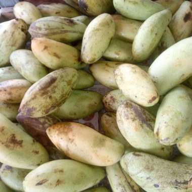 mangga golek