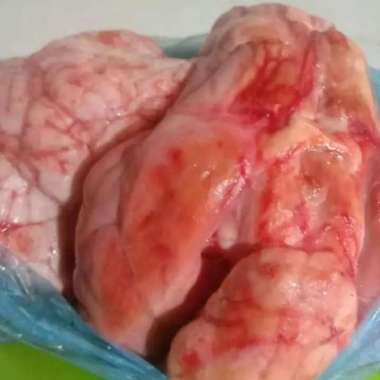 Otak sapi segar utuh 1 pcs