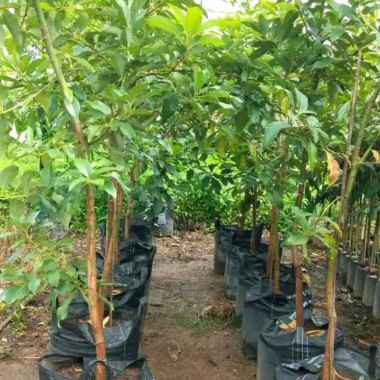 Bibit tanaman pohon buah alpukat miki 2 meter siap buah