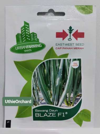 Benih Panah Merah - Daun Bawang Blaze F1