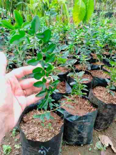 Bibit Tanaman Jeruk Kingkit /Limau Kiah/Lime Berry - BIsa Di Bonsai
