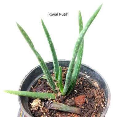 ANAKAN LIDAH BUAYA PONTIANAK / ALOE VERA PONTIANAK
