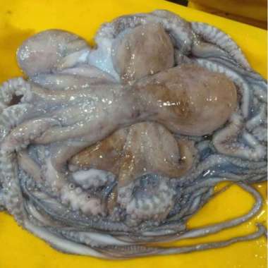 Gurita Besar Segar Berkualitas - 1 Kilogram