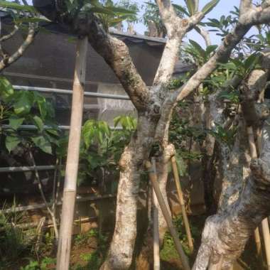 pohon kamboja fosil bunga putih Multicolor
