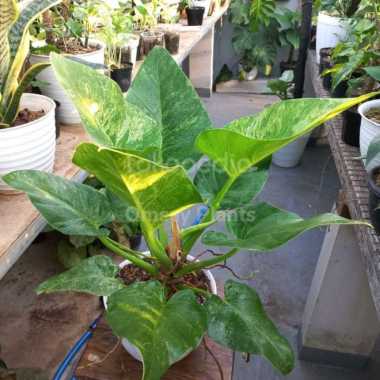 philodendron giganteum marble varigata Multicolor