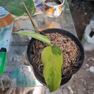 philodendron domesticum variegata e Multicolor