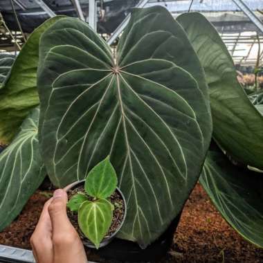 anthurium king of spades baby Multicolor