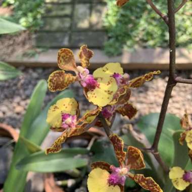 lanceanum oncidium anggrek Multicolor