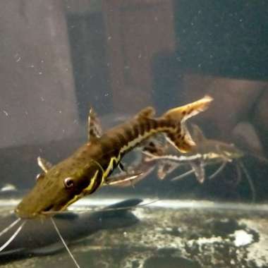 Hiasan Aquarium Ikan Tiger Catfish TSN Ikan Predator Ikan Hias Multicolor