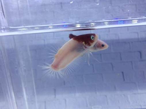 Cupang tancho 09 Multicolor