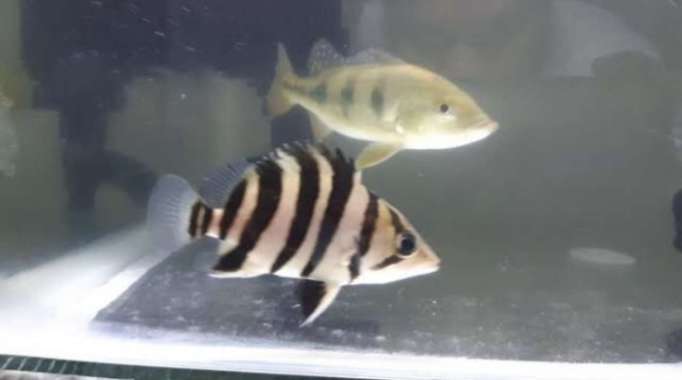 ikan datz sumatra Multicolor