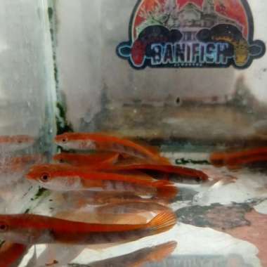 IKAN CHANNA SUPER RED SAMPIT SP LEMPUYANG SZ 7-8 CM | RED SAMPIT Multicolor