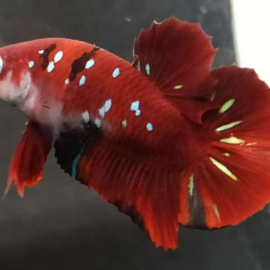 Cupang PK Red Koi Galaxy Kode 11 Multicolor