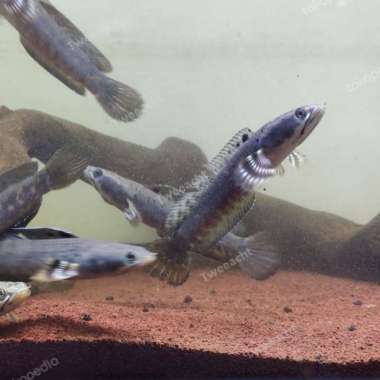 Channa blue Pulchra size 11-12-13 Multicolor