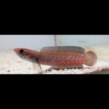 ikan chana channa predator red andrao cb Multicolor