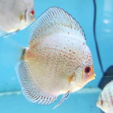 Discus Blue Scorpion 3 inch Multicolor