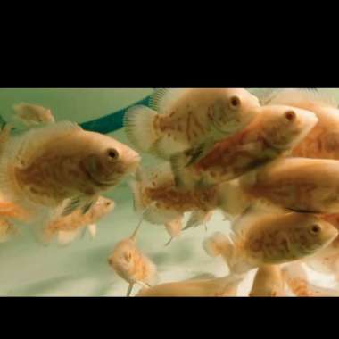 Oscar Tiger Albino Import Thailand ( 5 - 6 ) cm Multicolor