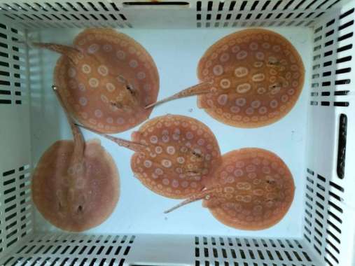 pari pearl albino 15-16 cm Multicolor