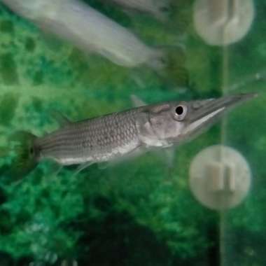 Hiasan Aquarium Ikan Hujeta Gar Barracuda Ikan Air Tawar Tankmate Multicolor