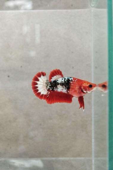 IKAN CUPANG FCCP FEMALE GEN VIETNAM ORI MURAH Multicolor