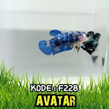 Ikan cupang nemo,multicolor,koi,candy,galaxy 10 FEMALE Multicolor