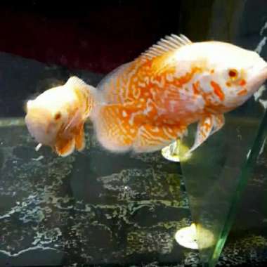 HIASAN AQUARIUM OSCAR ALBINO IMPORT GOODMARKING HIGH QUALITY HOTT MANT Multicolor