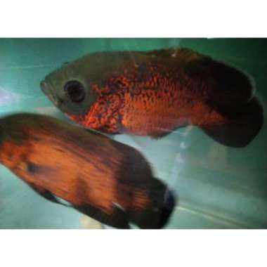ikan oscar paris tembaga Multicolor