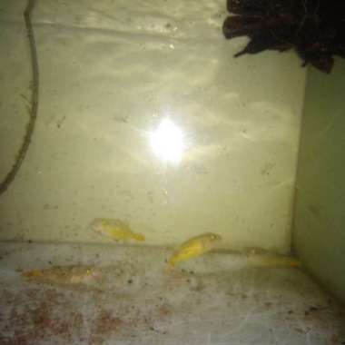 Fahaka Fuffer Besar Multicolor