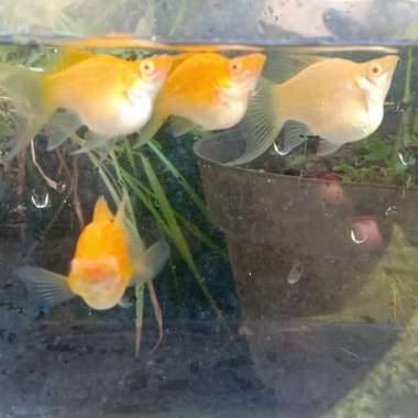ikan hias albino merpati balon lyretail Multicolor