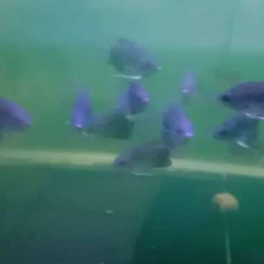 Gurame sabah Multicolor