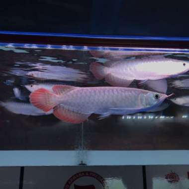Ikan Arwana Super Red 20Cm Cibubur Special Multicolor