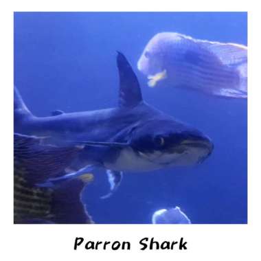HIASAN AQUARIUM IKAN PAROON SHARK GENGHISKHAN HIU AIR TAWAR Multicolor